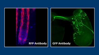 20% off sample-sized RFP and GFP Antibodies from Rockland.