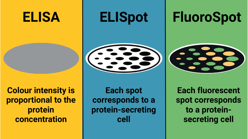 Spot the Difference: ELISA vs ELISpot vs FluoroSpot