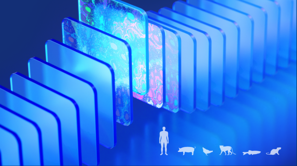 Deeper Spatial Discovery with Visium HD 3′
